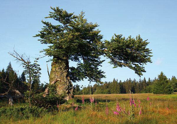 Hochschachten in Frauenau